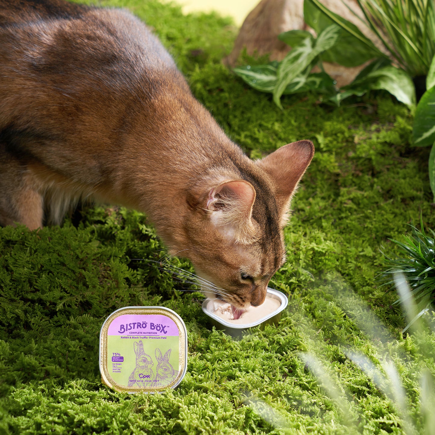 Bistro Box 6 flavors mix pack（240g）