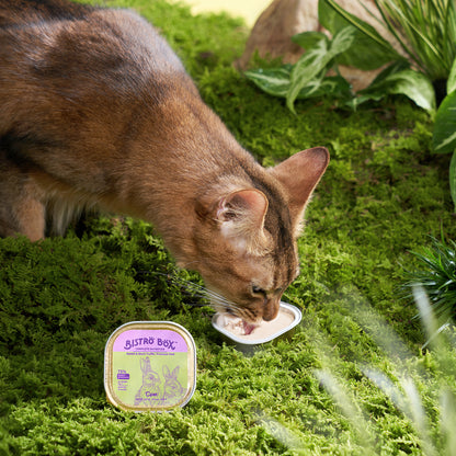 Bistro Box 6 flavors mix pack（240g）